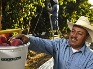 GerawanFarms