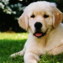 Pets: They Bring Joy, Higher Rent