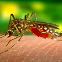More Cases of West Nile Expected in 2015