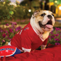 Fresno State Mascot Victor E. II Dies From Bee Sting