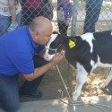 Lowell Elementary Principal Kisses Cow!