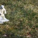 Is Government Doing Enough to Protect the Environment?