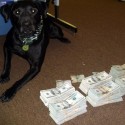 “Cody” Sheriff’s Rescue Dog Dies