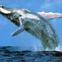 Humpback Whale to Leave Endangered List?