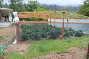 madera pot farm