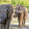 Meet The Chaffee Zoo’s Newest Additions