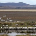 Can Aussies Help Solve Our Drought?
