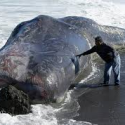 Beached Humpback Whale at the Coast