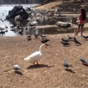 San Diego Pumps Drinking Water Into Lake