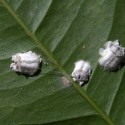 Pests Already Bugging Valley Growers