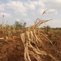 State Accepts Growers’ Voluntary Water Cuts Proposal