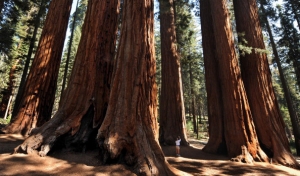 Sequoia National Park