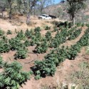 10 Squaw Valley Pot Grows Uprooted