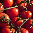 2015 Expected to be Big for CA Tomato Processors