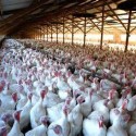 Video Sparks Investigation Into Foster Farms