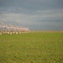 Delta Farmers Propose Voluntary Water Cuts