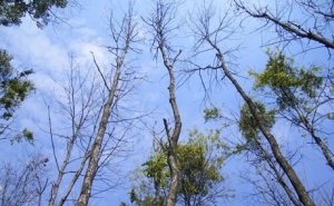 trees