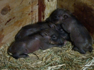 wart hogs