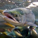 Saving Salmon in Wine Country