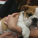 Victor E. Bulldog III Makes Debut at Fresno State