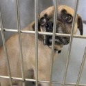Liberty Animal Control Goes Bankrupt