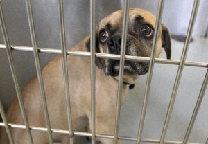 caged dog