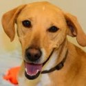 CCSPCA Dog Adoption Event at Maya Cinemas