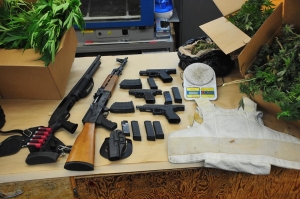 gun-pot bust