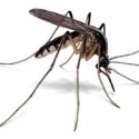 West Nile Virus Makes Early Appearance