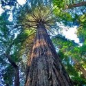 Redwood Tree 777 Years Old