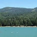 Bass Lake Ranger District Offers Free Sugar Pine Seedlings to Residents