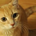 Animal Cruelty Unit Formed To Fight Abuse