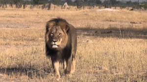 cecilthelion