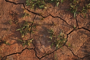 dead grass