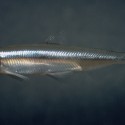 State Water Board Accused of Favoring Farmers Over Fish
