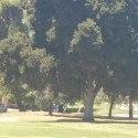 Fresno Tree Trimmer Electrocuted On The Job