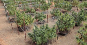 pot grow