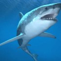 California Shark Attacks Plunge 90% Since 1950s