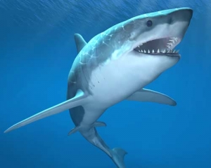 shark-attack