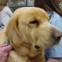Fresno County Sees Leptospirosis Outbreak Among Dogs