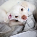 SPCA’S Bets For Pets