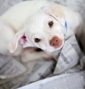 BetsForPets