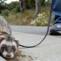 Great Ferret Debate Returns To Cali