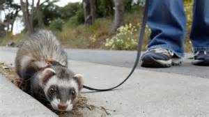 FERRET
