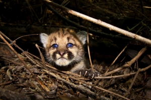 Kitten-4