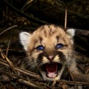 Baby Mountain Lions say “Hello, California!”