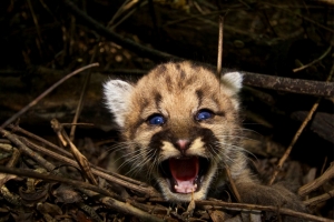 Kitten1_1_1