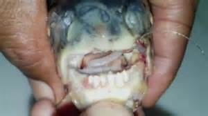 PACU FISH