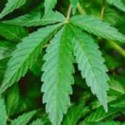 Medical Marijuana Regulation Deal Reached