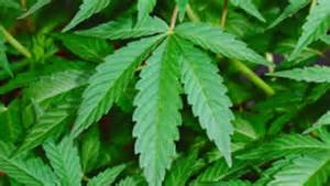 POT2